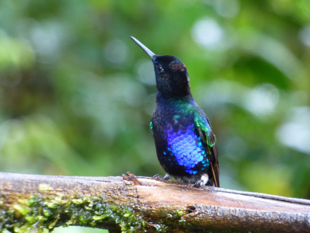 kolibřík hyacintový - ML98625981