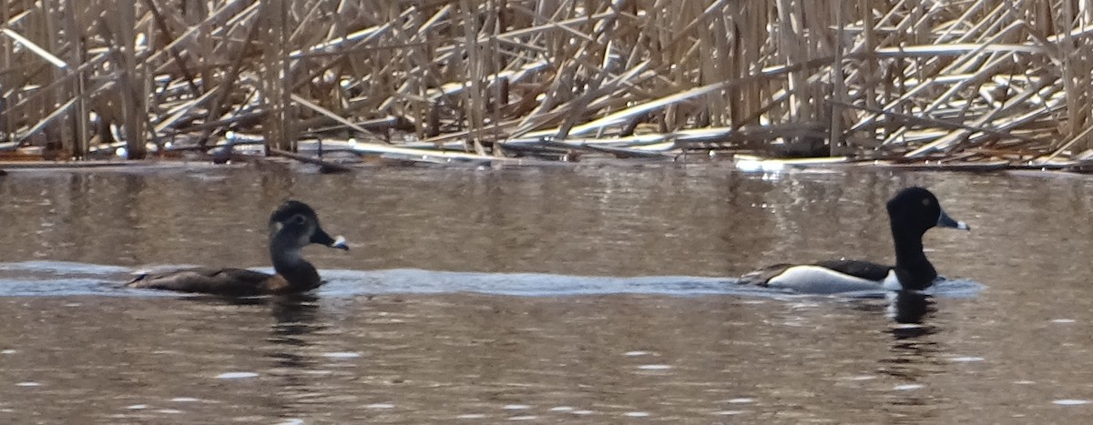 Ring-necked Duck - ML98626261