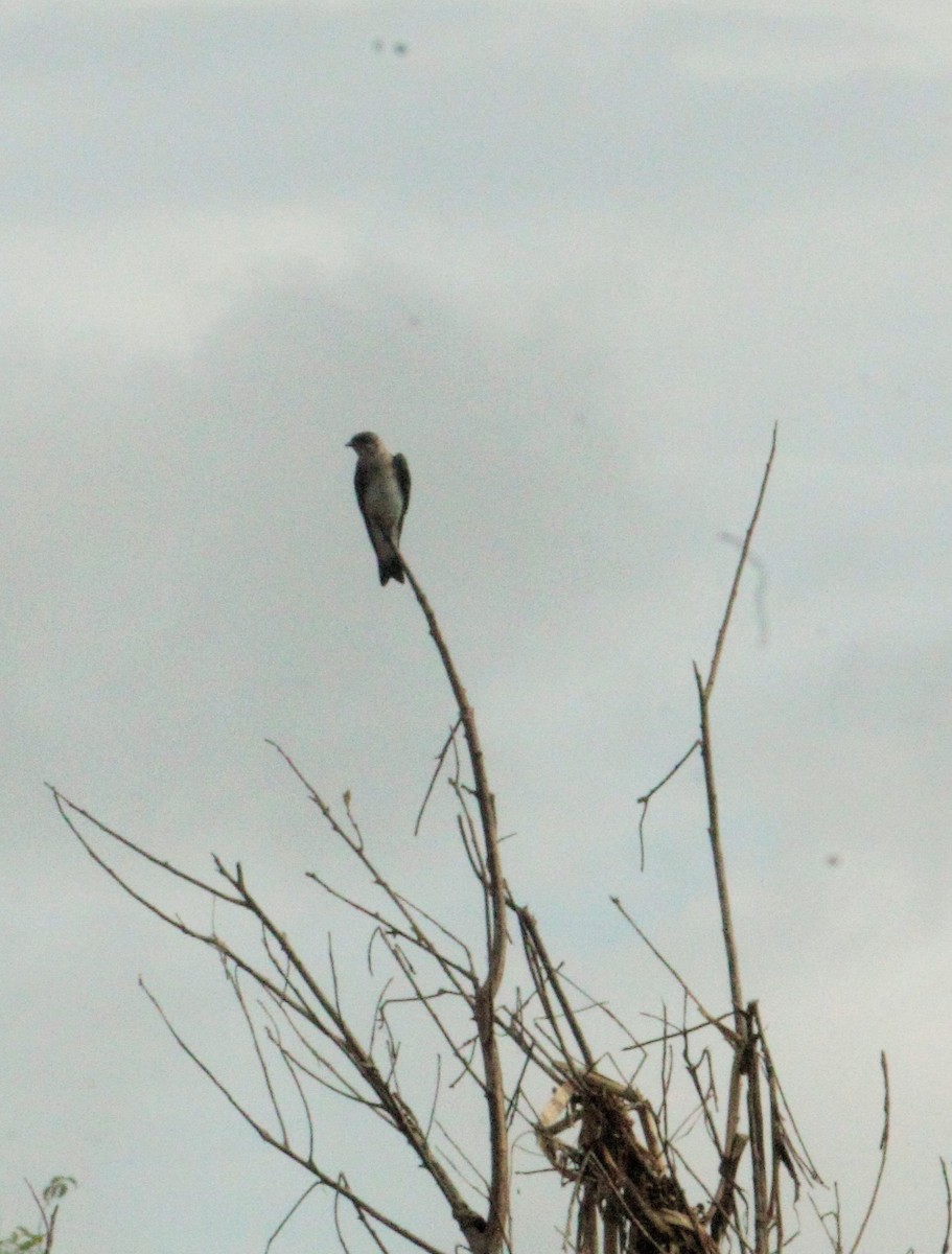 Brown-chested Martin - ML98626341