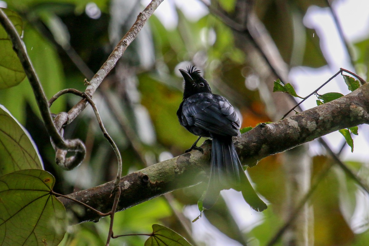 Sri Lanka Drongo - Tommy Pedersen