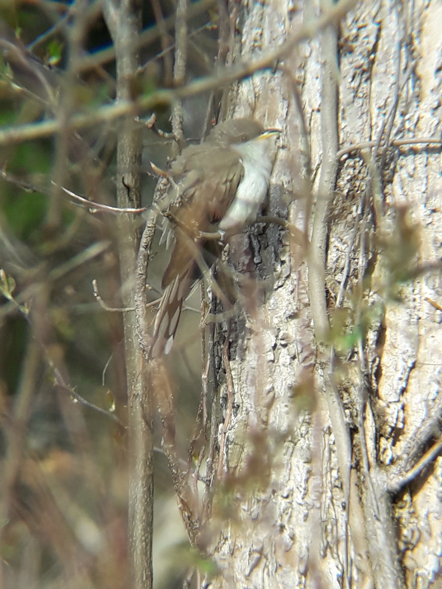 Yellow-billed Cuckoo - Kenneth G.D. Burrell