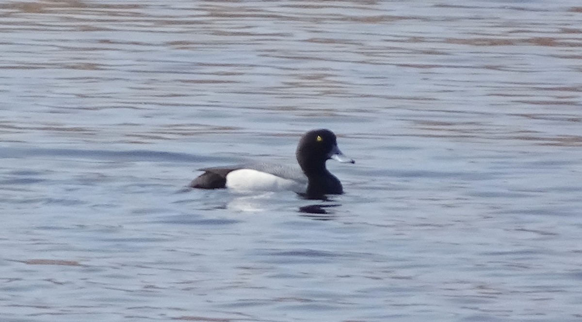 Greater Scaup - Richard and Janice Drummond