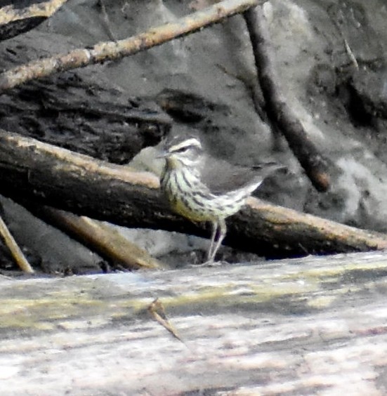 Louisiana Waterthrush - ML98626711