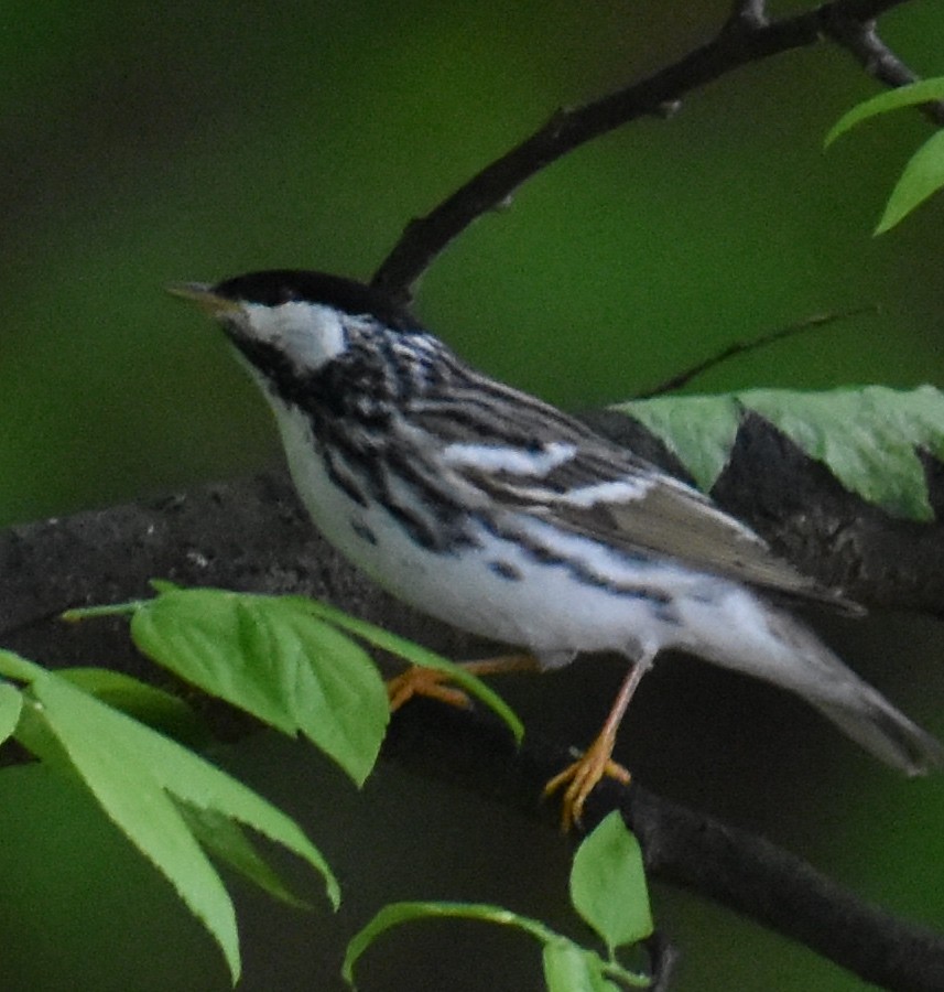 Blackpoll Warbler - Thomas/Leah Bennett