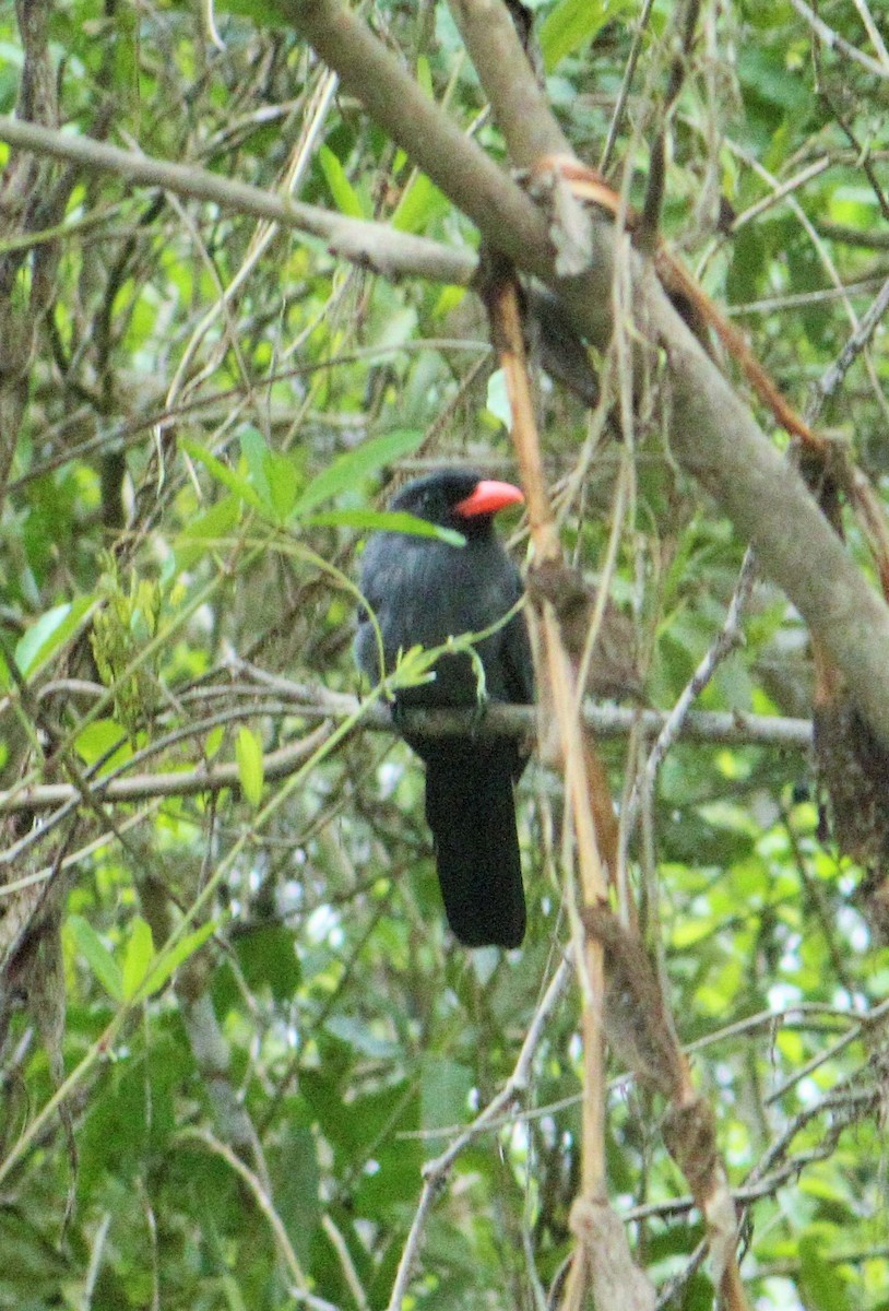 Black-fronted Nunbird - ML98627931