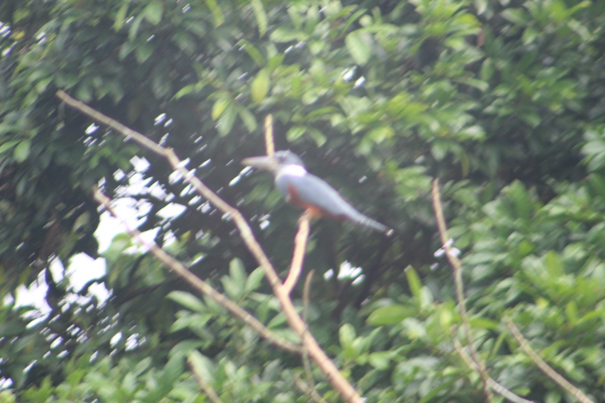 Ringed Kingfisher - ML98627941