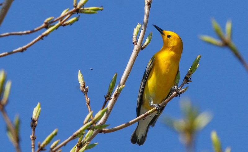 Prothonotary Warbler - Julie Gidwitz