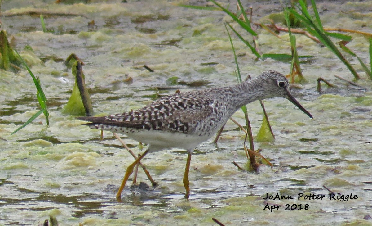 Lesser Yellowlegs - JoAnn Potter Riggle 🦤