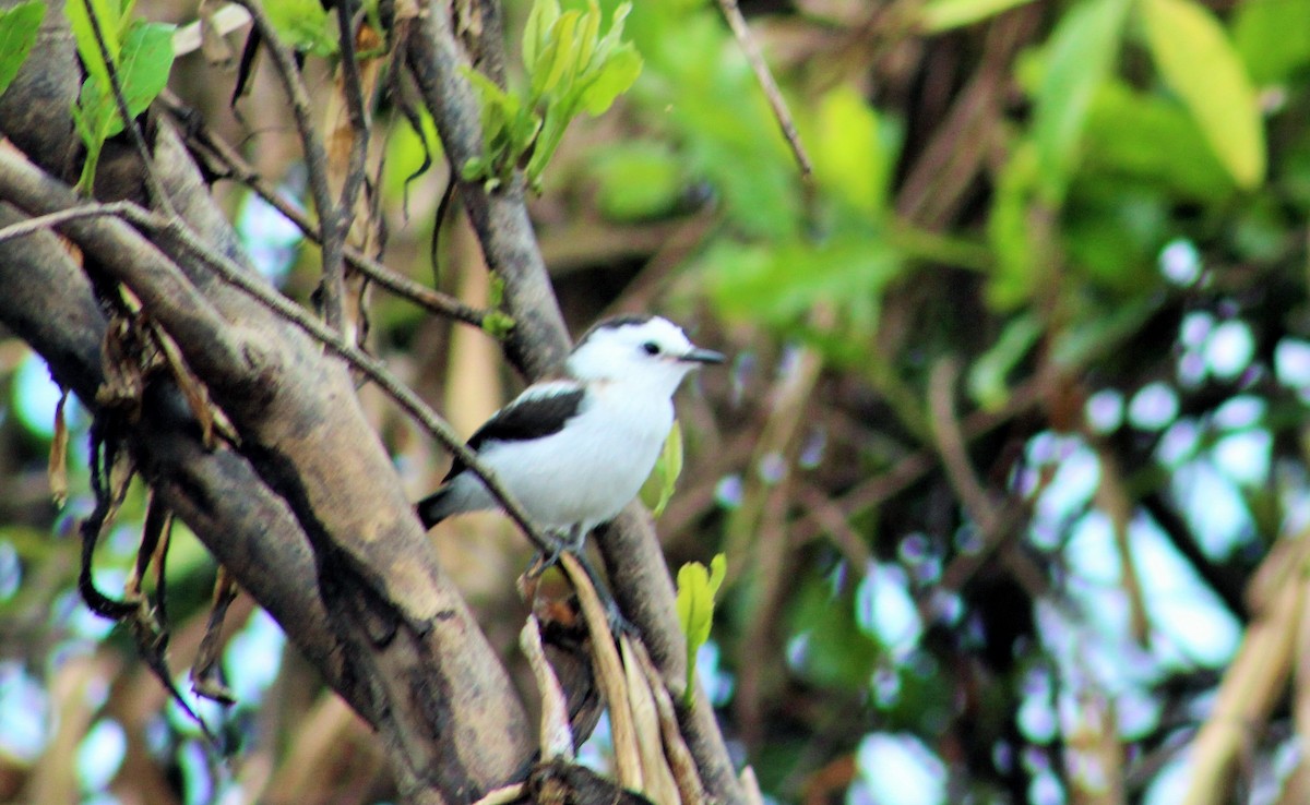 Pied Water-Tyrant - ML98631251