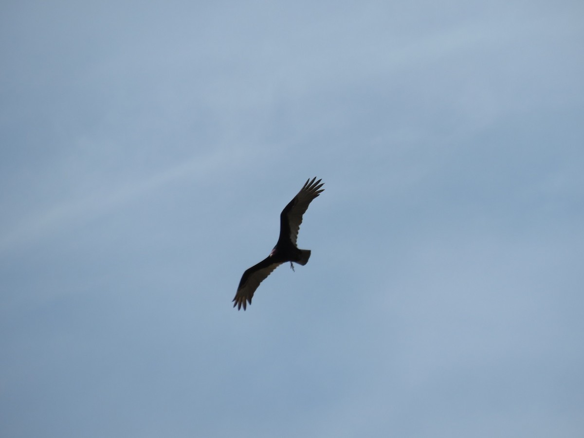 Turkey Vulture - Anne (Webster) Leight