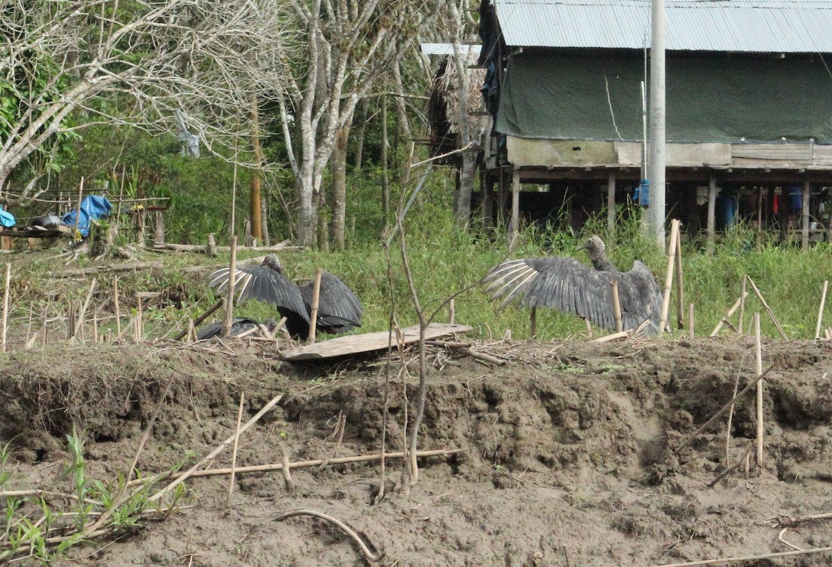 Black Vulture - ML98632421