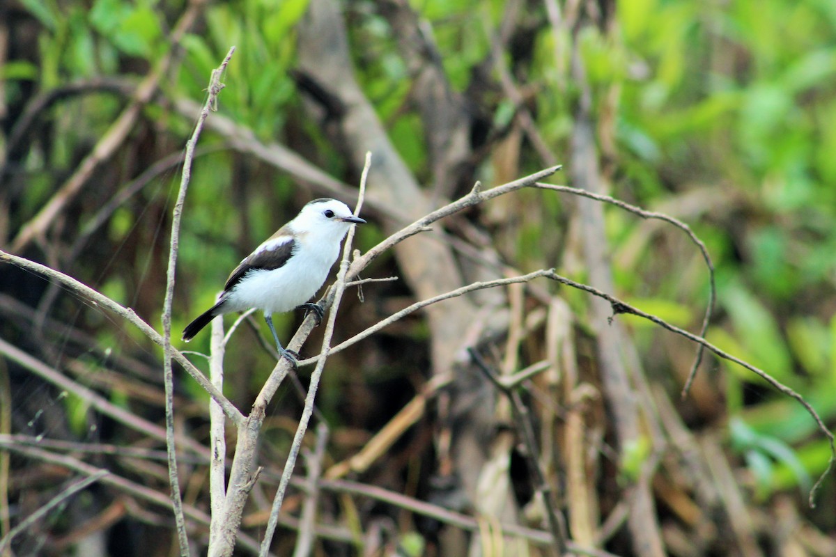 Pied Water-Tyrant - ML98632431