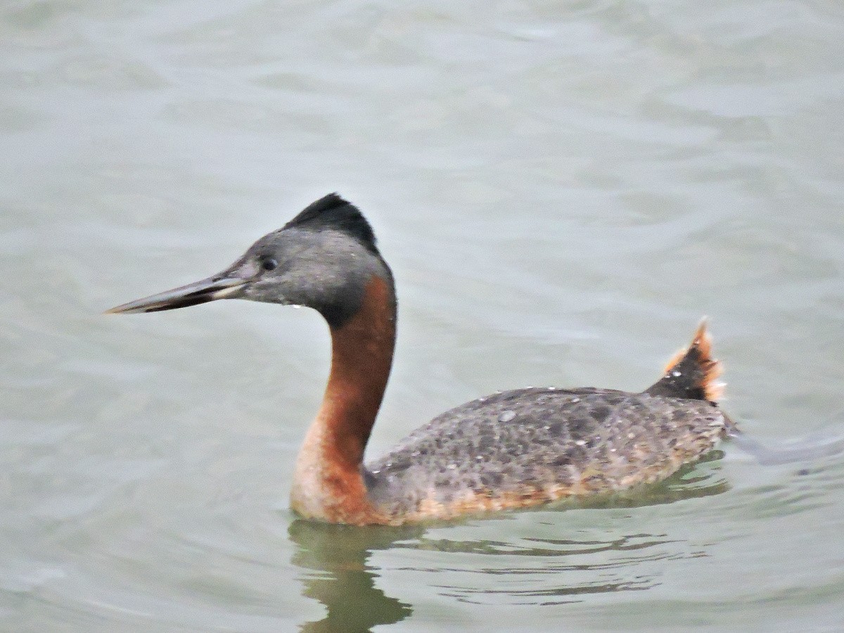 Great Grebe - Cristina Ayçaguer