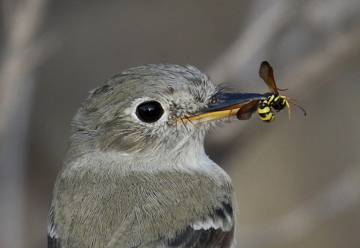 Gray Flycatcher - ML98632781