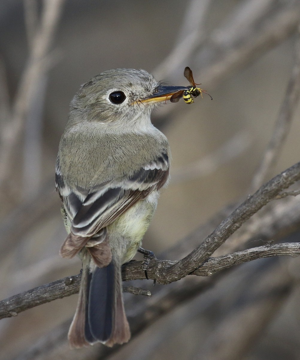 Gray Flycatcher - ML98632821