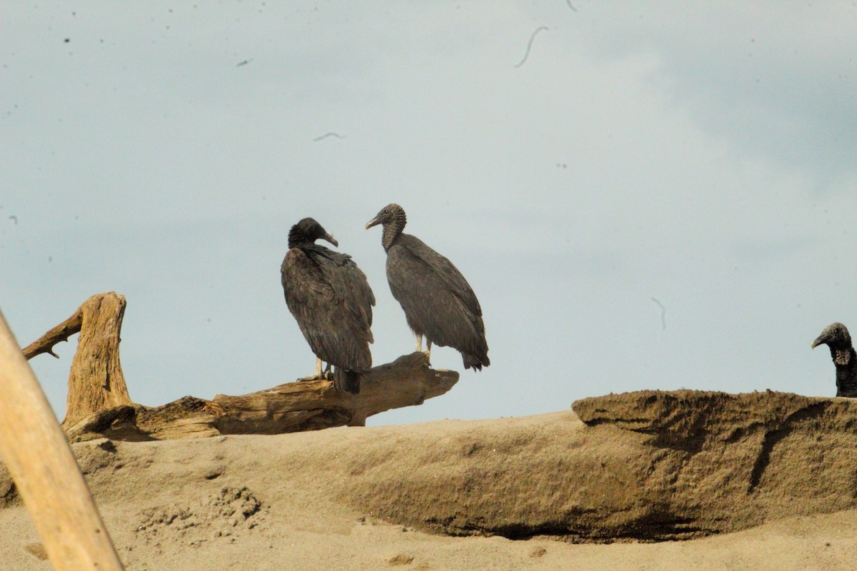 Black Vulture - ML98633421