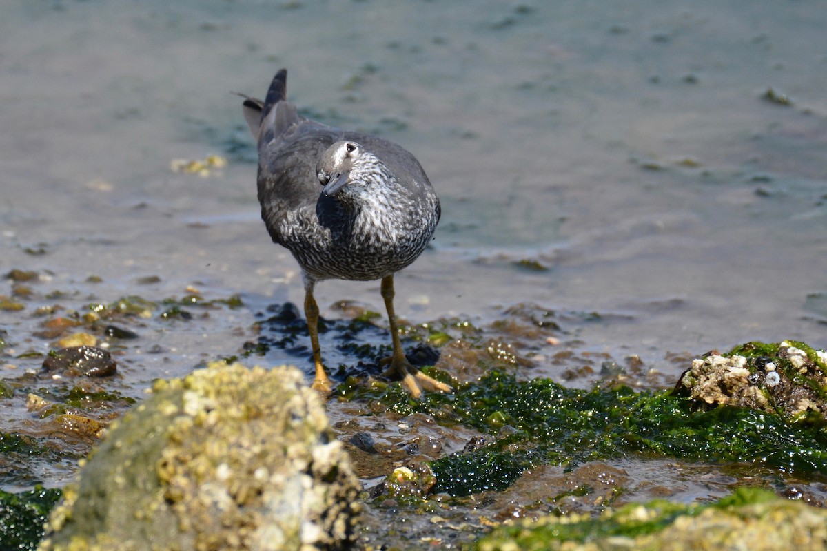 Wandering Tattler - ML98633481