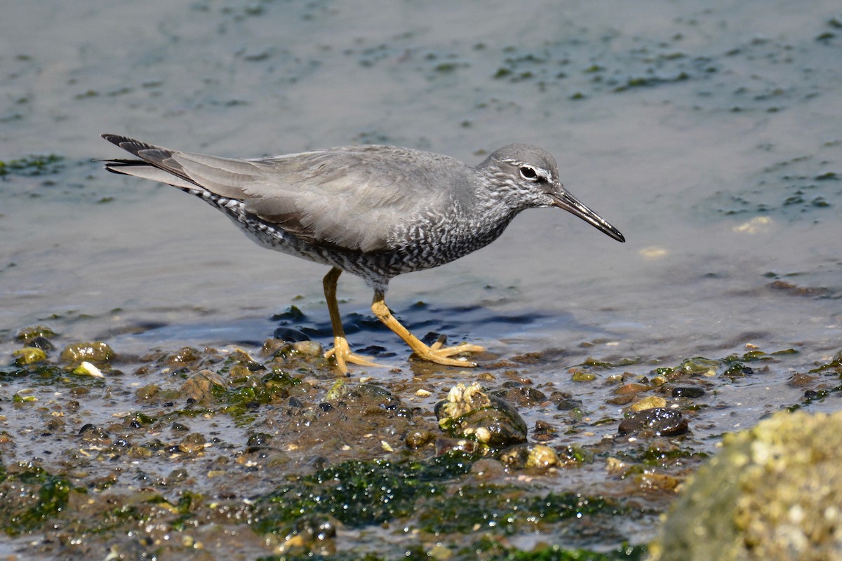 Wandering Tattler - ML98633491