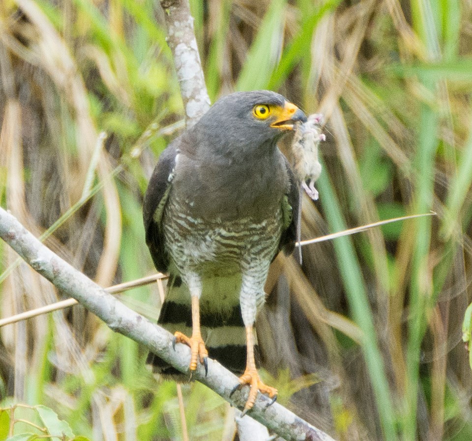 Roadside Hawk - Biron Toro