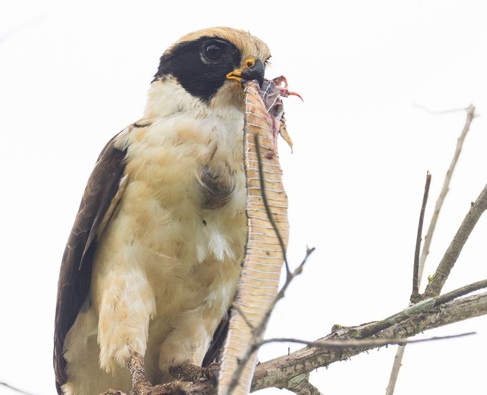 Laughing Falcon - Biron Toro