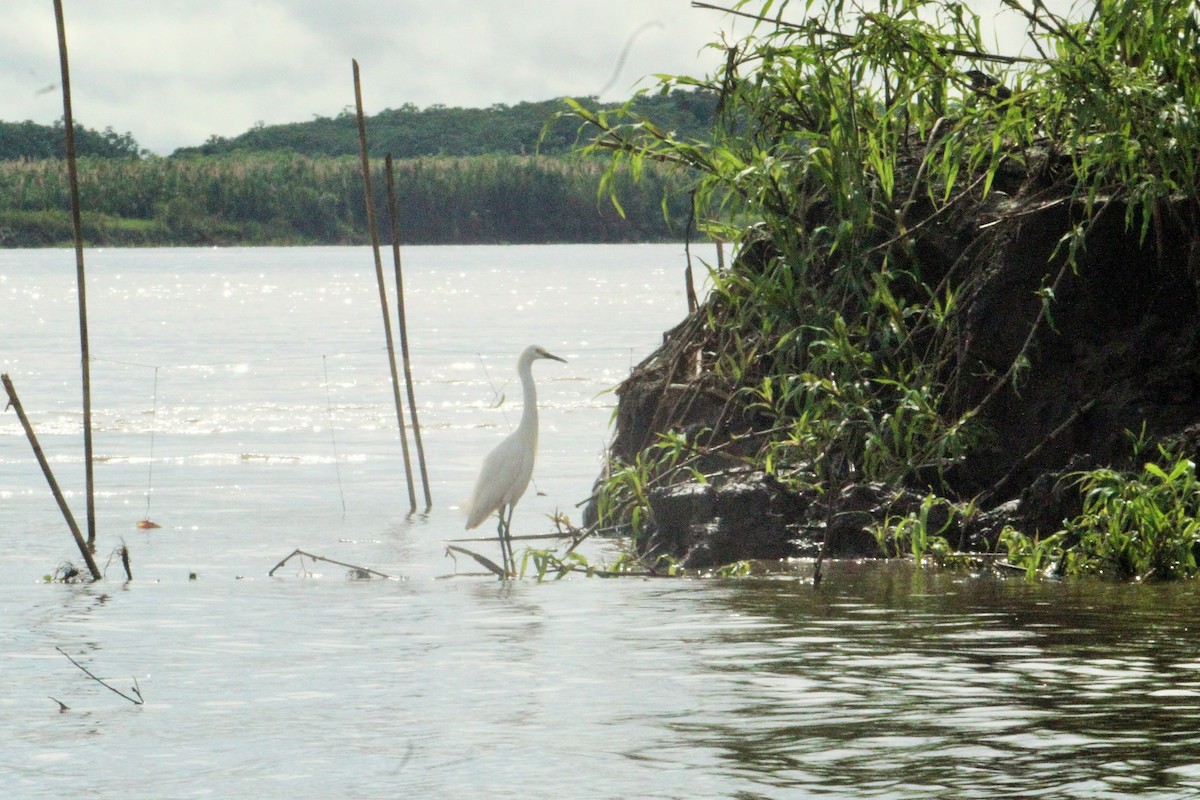 Snowy Egret - ML98634041