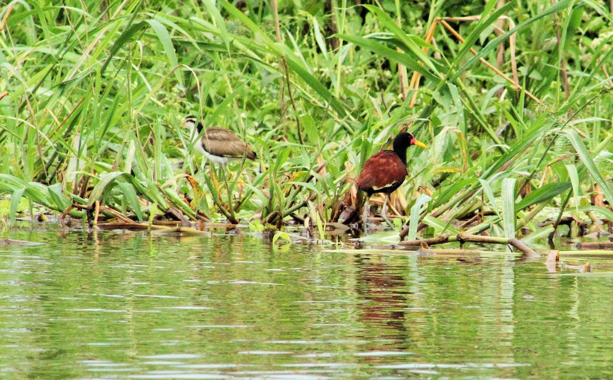 Wattled Jacana - ML98634421