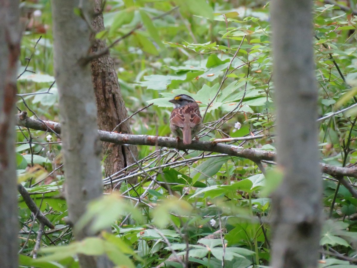 White-throated Sparrow - ML98634671