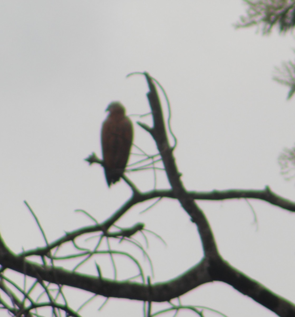 Black-collared Hawk - ML98634981