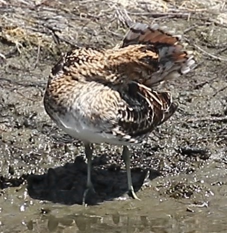 Common Snipe - ML98635161