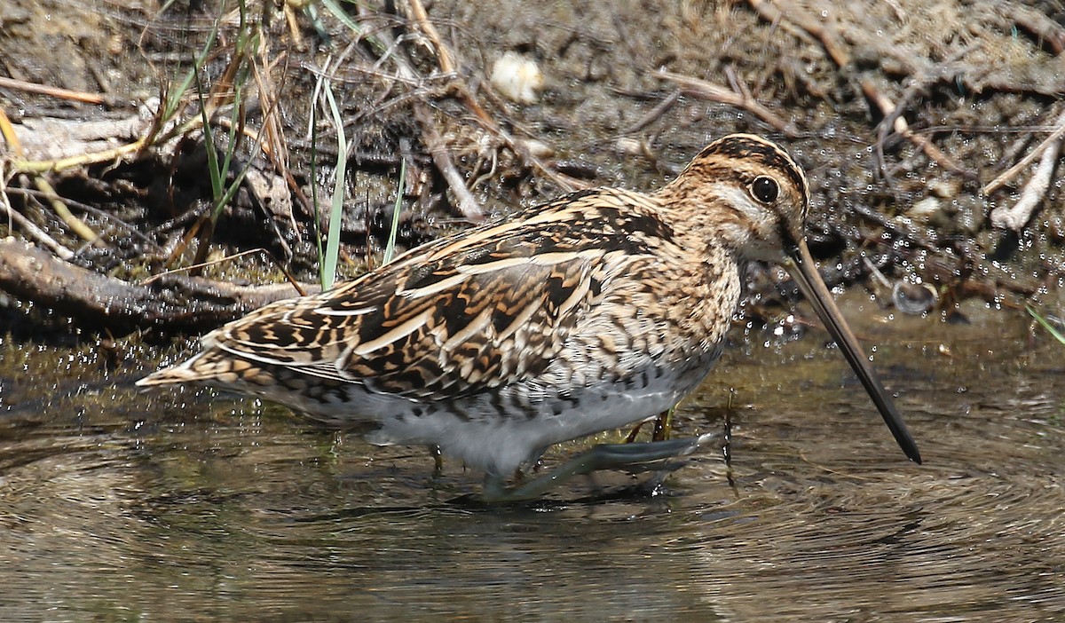 Common Snipe - ML98635221