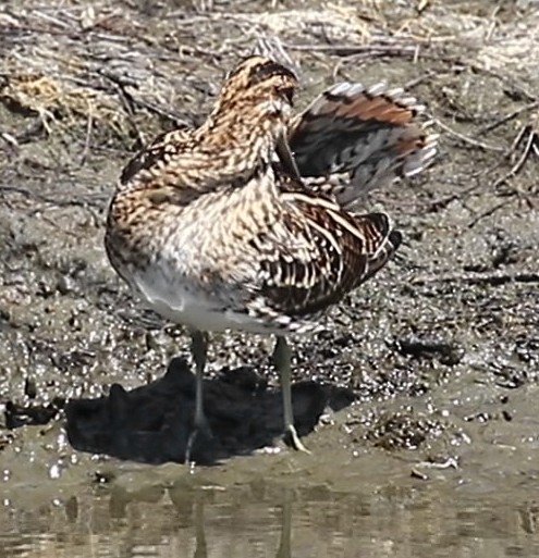 Common Snipe - Ed Thomas