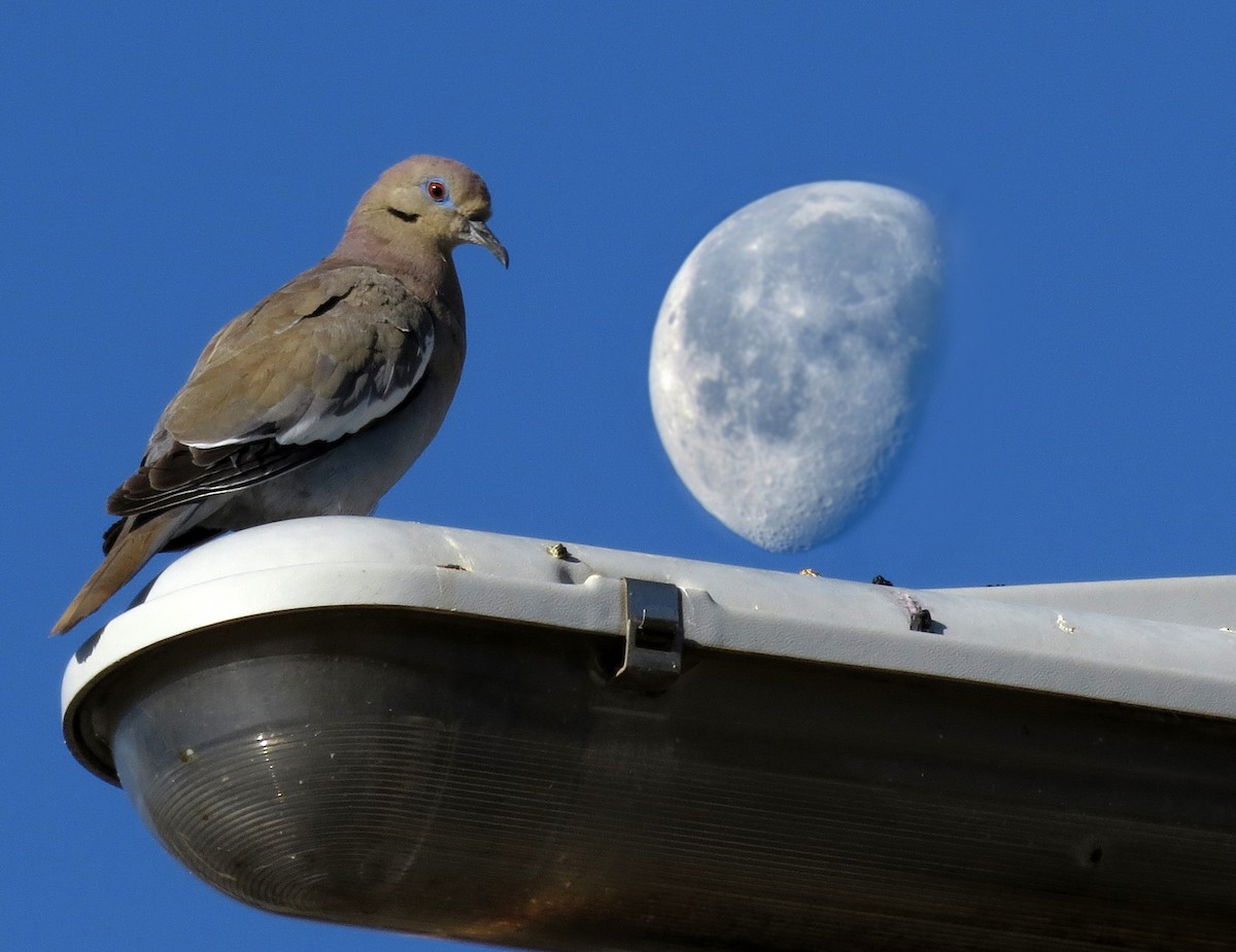 White-winged Dove - Diane Drobka