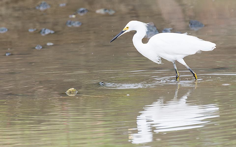 Snowy Egret - ML98635981