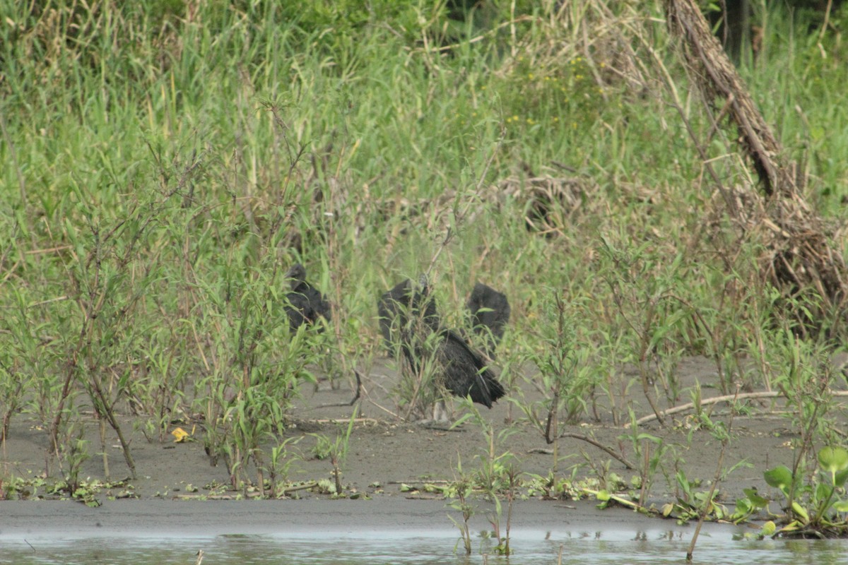 Black Vulture - RUBEN DELZO PONCE