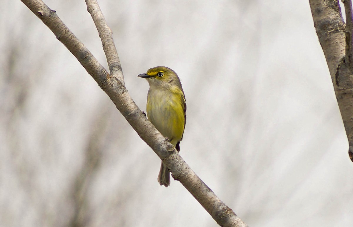 White-eyed Vireo - ML98636951