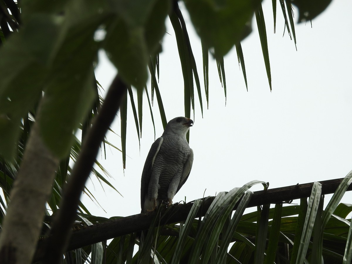 Gray-lined Hawk - ML98638591