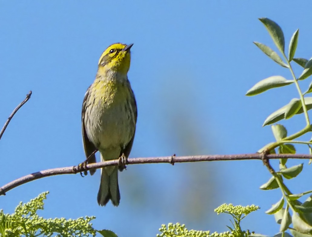 Townsend's Warbler - ML98638901