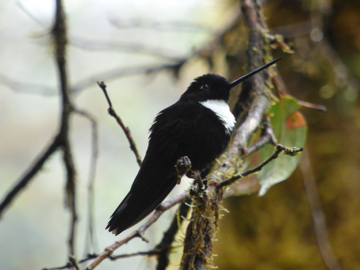 Collared Inca - ML98639181