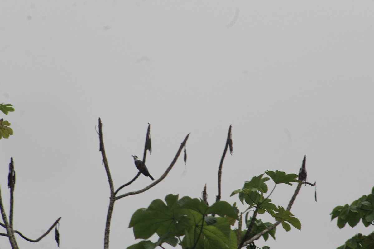 Ringed Kingfisher - ML98640731