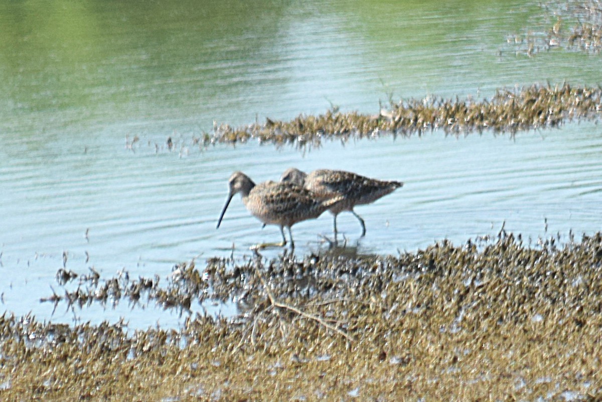 Long-billed Dowitcher - ML98641891