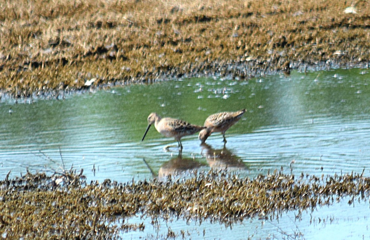 Long-billed Dowitcher - ML98641901