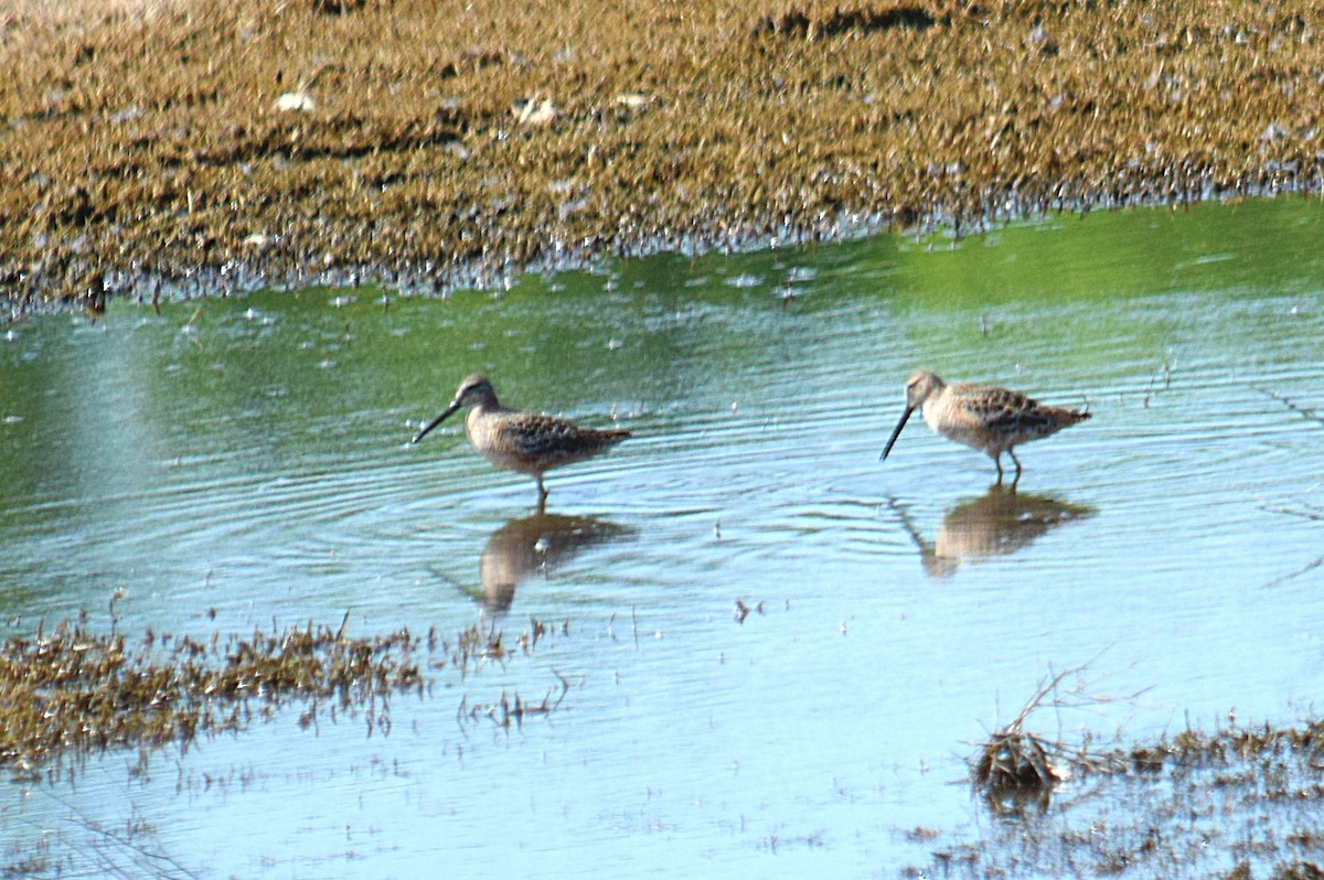 Long-billed Dowitcher - ML98641911