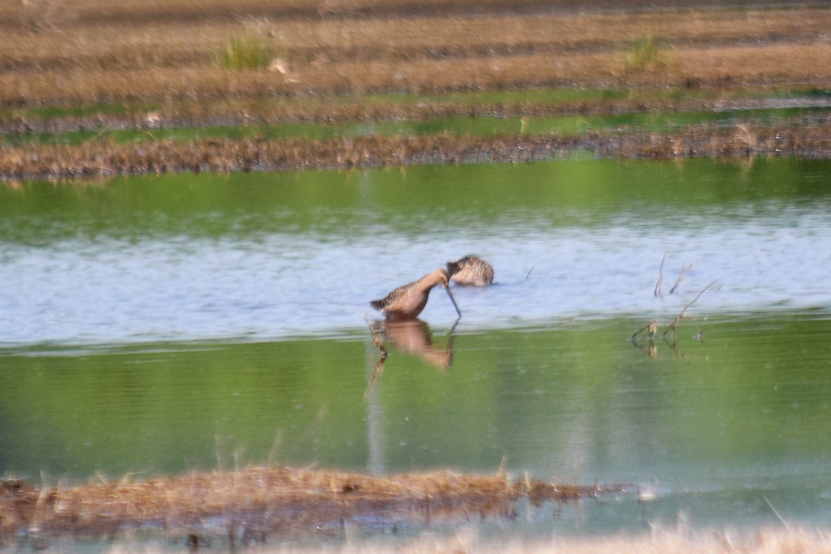 Long-billed Dowitcher - ML98641931