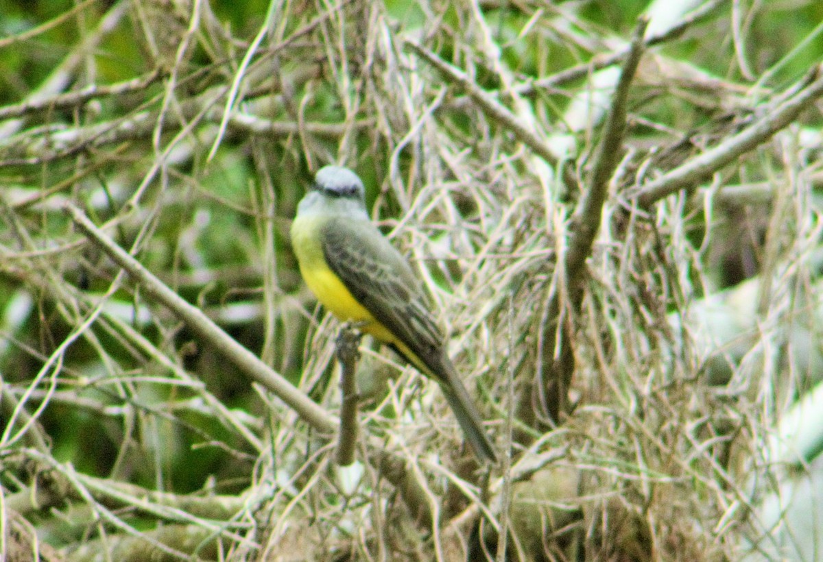 Tropical Kingbird - ML98643011