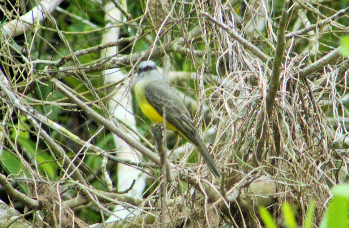 Tropical Kingbird - ML98643231