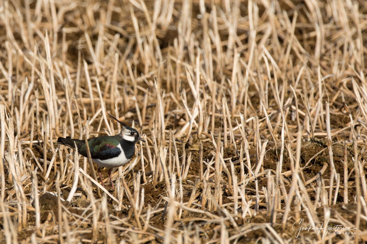 Northern Lapwing - ML98644261