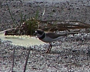 Semipalmated Plover - Ken Rosenthal