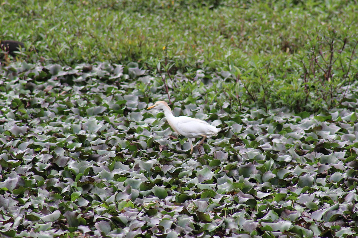 Western Cattle Egret - ML98646471