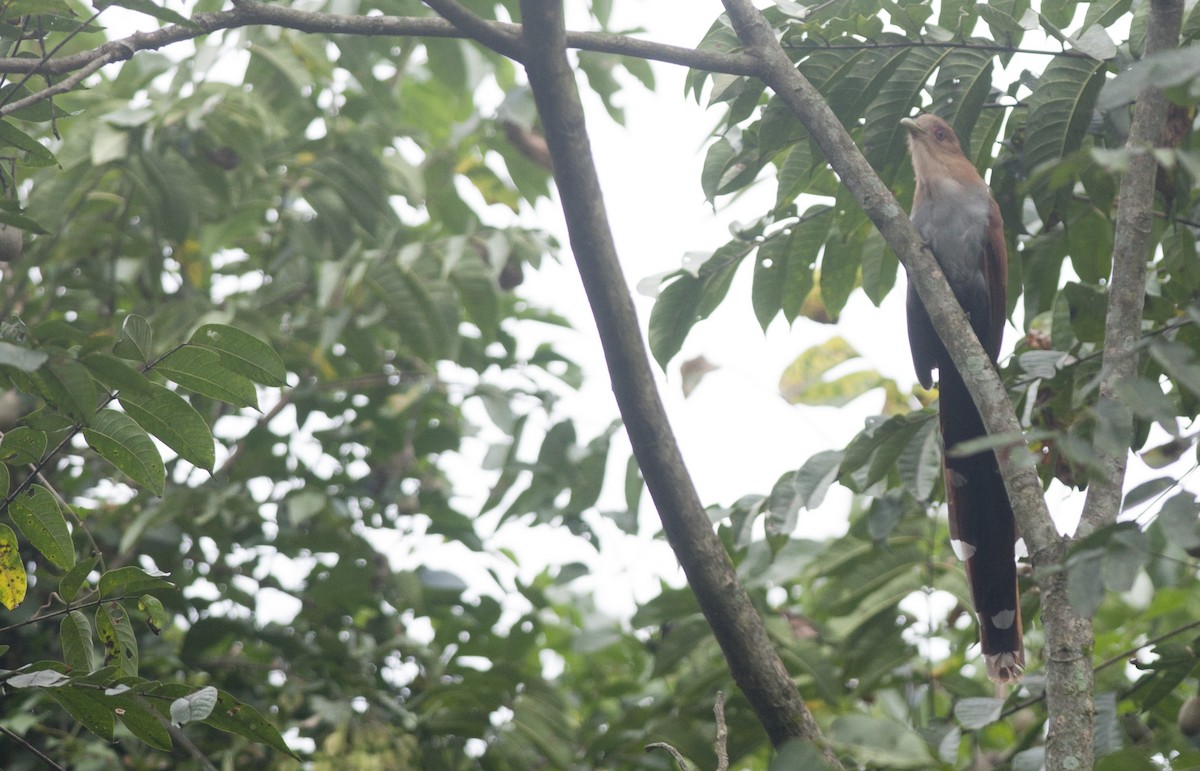 Squirrel Cuckoo - ML98648501