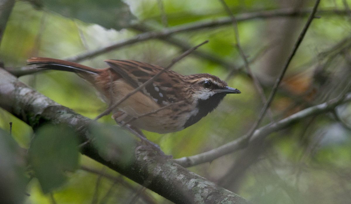 Stripe-backed Antbird - ML98648951